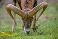 Mouflon head frontal