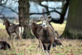 Mouflon Herd in Winter Forest Stock Photo