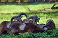 Mouflon Herd in Summer Eating Nettle