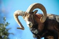 Mouflon horns Royalty Free Stock Photo