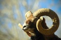 Mouflon horns