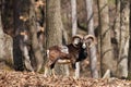 Mouflon male in forest