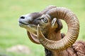 Mouflon Male Head Closeup Ovis Orientalis Royalty Free Stock Photo