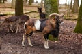 Mouflon Male with big curvy horns in the German forest Royalty Free Stock Photo