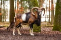 Mouflon Male Ovis musimon with big curvy horns in the German forest Royalty Free Stock Photo