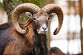 Mouflon Male Ovis musimon with big curvy horns in the German forest