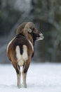 Mouflon male in the winter