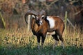 Mouflon Male in Winter Ovis Aries Musimon