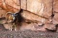 Mouflon next to the rocks in the Eifelpark, in Germany Royalty Free Stock Photo