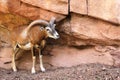 Mouflon next to the rocks in the Eifelpark, in Germany Royalty Free Stock Photo
