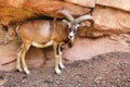 Mouflon next to the rocks in the Eifelpark, in Germany Royalty Free Stock Photo