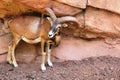 Mouflon next to the rocks in the Eifelpark, in Germany Royalty Free Stock Photo