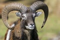 Mouflon, Ovis Aries