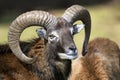 Mouflon, ovis aries