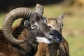 Mouflon, ovis aries