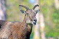 Mouflon Ovis Aries Musimon Closeup