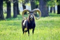 Mouflon Ovis Aries Musimon Portrait