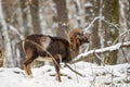 mouflon (Ovis aries musimon) in the winter forestr Royalty Free Stock Photo