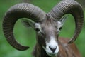 Mouflon - Ovis Musimon Royalty Free Stock Photo