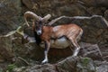 The mouflon Ovis musimon. Parc de Merlet, France Royalty Free Stock Photo