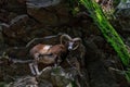 The mouflon Ovis musimon. Parc de Merlet, France Royalty Free Stock Photo