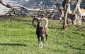 Mouflon (ovis musimon) Royalty Free Stock Photo