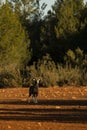 Mouflon