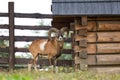 The Mouflon Ovis Musimon, Wild Sheep.