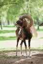 Mouflon