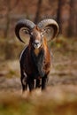 Mouflon, Ovis orientalis, forest horned animal in the nature habitat, portrait of mammal with big horn, face to face view, Praha,