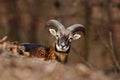 Mouflon, Ovis orientalis, forest horned animal in the nature habitat, portrait of mammal with big horn, Praha, Czech Republic Royalty Free Stock Photo