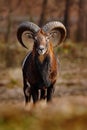 Mouflon, Ovis orientalis, forest horned animal in the nature habitat, portrait of mammal with big horn, Praha, Czech Republic
