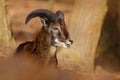 Mouflon, Ovis orientalis, forest horned animal in the nature habitat, portrait of mammal with big horn, Praha, Czech Republic.