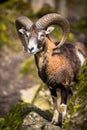 The mouflon (Ovis orientalis) Royalty Free Stock Photo