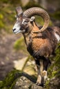 The mouflon (Ovis orientalis)