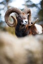 The mouflon (Ovis orientalis) Royalty Free Stock Photo