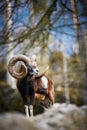 The mouflon (Ovis orientalis) Royalty Free Stock Photo