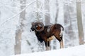 Mouflon, Ovis orientalis, horned animal in snow nature habitat. Close-up portrait of mammal with big horn, Czech Republic. Cold