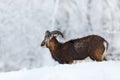 Mouflon, Ovis orientalis, horned animal in snow nature habitat. Close-up portrait of mammal with big horn, Czech Republic. Cold Royalty Free Stock Photo