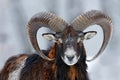 Mouflon, Ovis orientalis, horned animal in snow nature habitat. Close-up portrait of mammal with big horn, Czech Republic. Cold Royalty Free Stock Photo