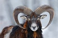 Mouflon, Ovis orientalis, horned animal in snow nature habitat. Close-up portrait of mammal with big horn, Czech Republic. Cold