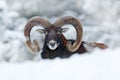 Mouflon, Ovis orientalis, horned animal in snow nature habitat. Close-up portrait of mammal with big horn, Czech Republic. Cold Royalty Free Stock Photo