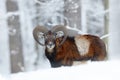 Mouflon, Ovis orientalis, horned animal in snow nature habitat. Close-up portrait of mammal with big horn, Czech Republic. Cold Royalty Free Stock Photo