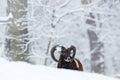 Mouflon, Ovis orientalis, horned animal in snow nature habitat. Close-up portrait of mammal with big horn, Czech Republic. Cold Royalty Free Stock Photo