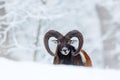 Mouflon, Ovis orientalis, horned animal in snow nature habitat. Close-up portrait of mammal with big horn, Czech Republic. Cold Royalty Free Stock Photo