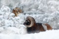 Mouflon, Ovis orientalis, horned animal in snow nature habitat. Close-up portrait of mammal with big horn, Czech Republic. Cold Royalty Free Stock Photo