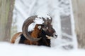 Mouflon, Ovis orientalis, horned animal in snow nature habitat. Close-up portrait of mammal with big horn, Czech Republic. Cold Royalty Free Stock Photo