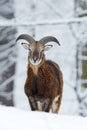Mouflon, Ovis orientalis, horned animal in snow nature habitat. Close-up portrait of mammal with big horn, Czech Republic. Cold Royalty Free Stock Photo