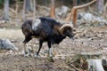 The mouflon Ovis orientalis orientalis group Royalty Free Stock Photo