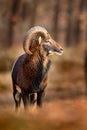 Mouflon, Ovis orientalis, portrait of mammal with big horns, Prague, Czech Republic. Wildlife scene form nature. Animal behavior